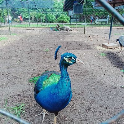 Indian Peafowl