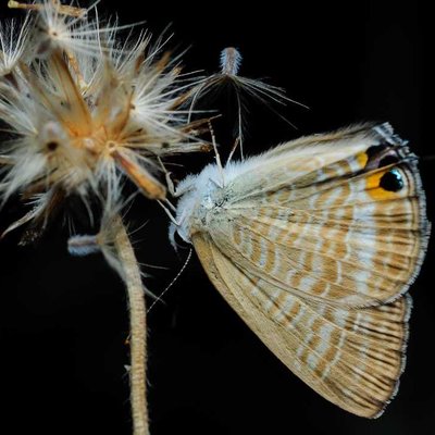 Lampides boeticus