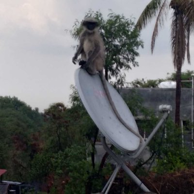 monkey🐒🙈🙈
