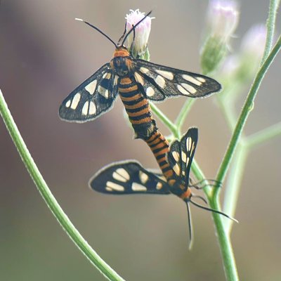 Syntomini