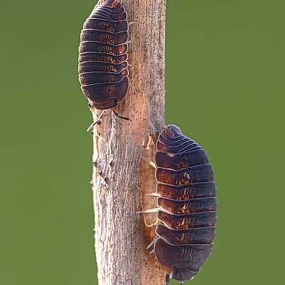 isopoda 