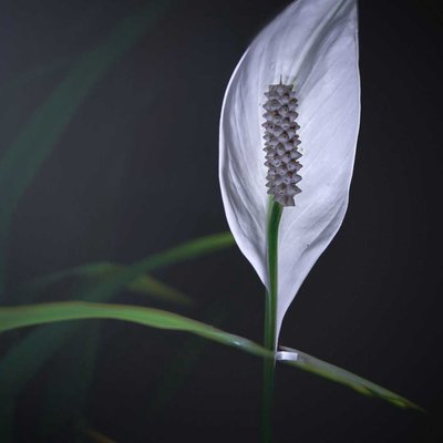 SPATHIPHYLLUM