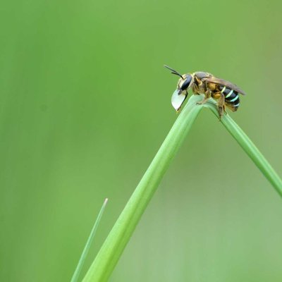 leafcutter bee