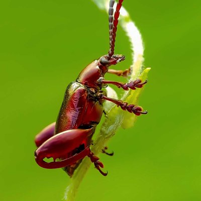 Chrysochus auratus 