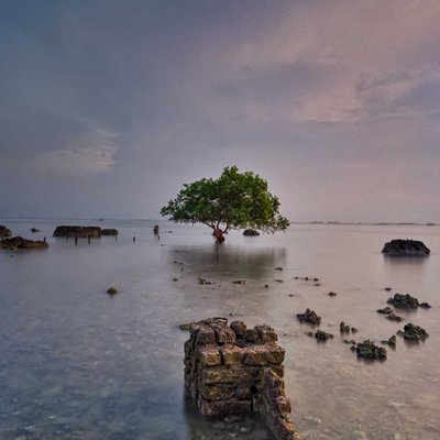 pohon jomblo clowok