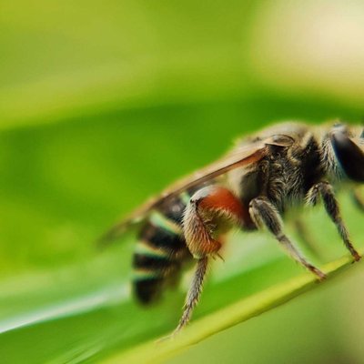 Macro shot