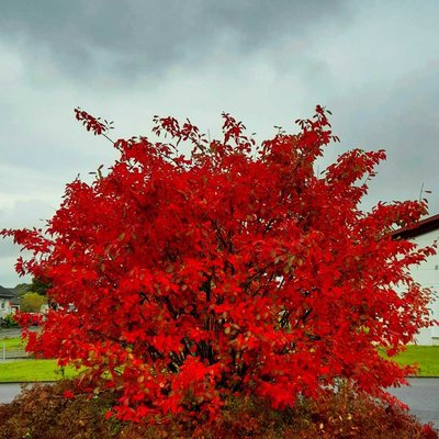 Red Tree