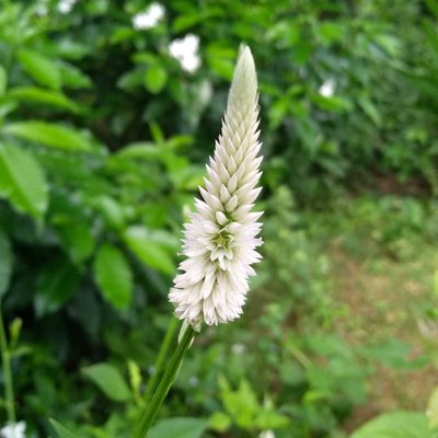 Celosia Argentea, Grass family