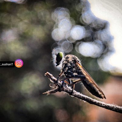A grasshopper 🦗taking a rest

