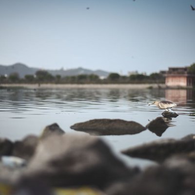finding food 