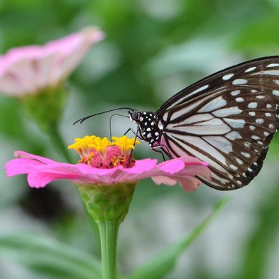 grey glassy tiger butterfly