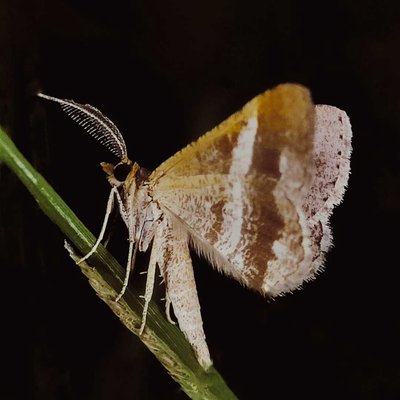 Stamnodes