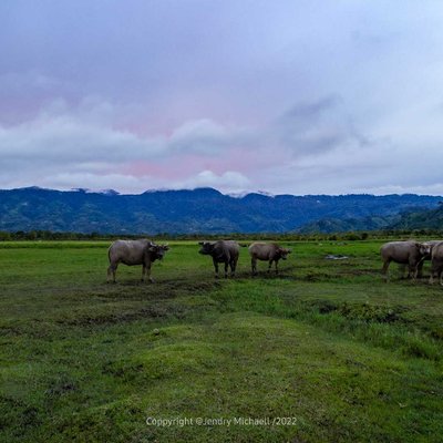Hamparan Hijau Tepi Hutan 