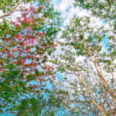 berteduh di bawah pohon