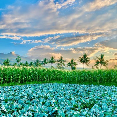 Ladang Jagung dan Sawi