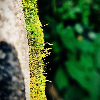 <[Funaria hygrometrica]>