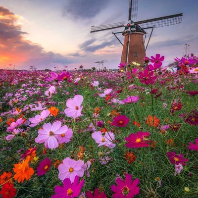 cosmos garden