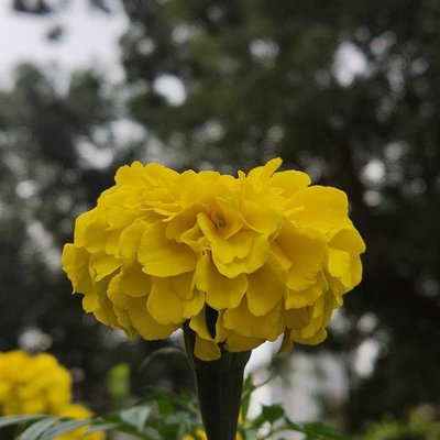 yellow Marigold 