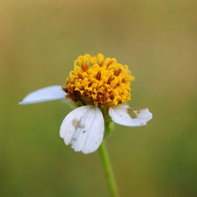 Spanish needle flower