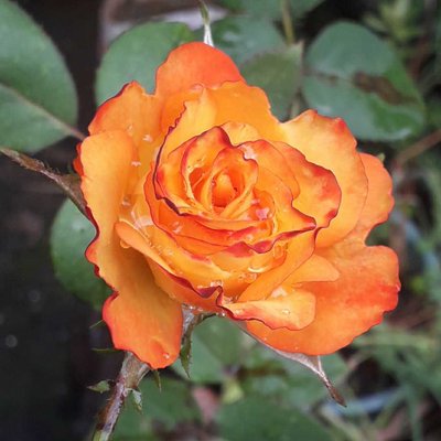 rose
