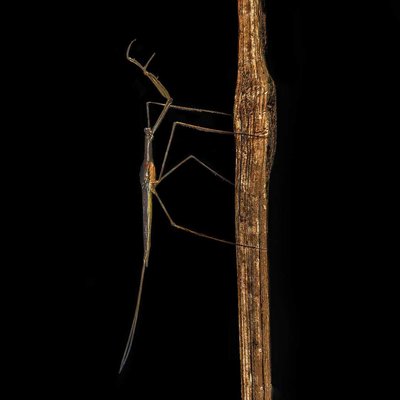Waterscorpion