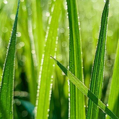 The abstract look of nature 