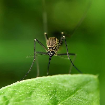 Mosquito 