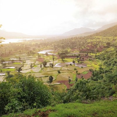 Patterned Rice Farms