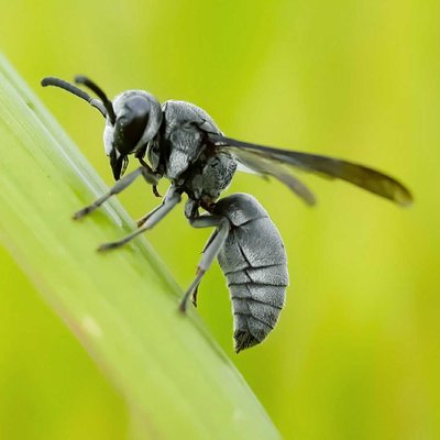Sphex Pensylvanicus