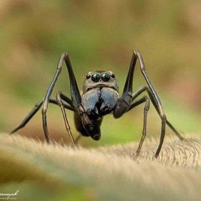Myrmarachne 🕷️