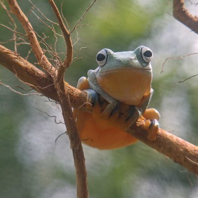 flying Frog 