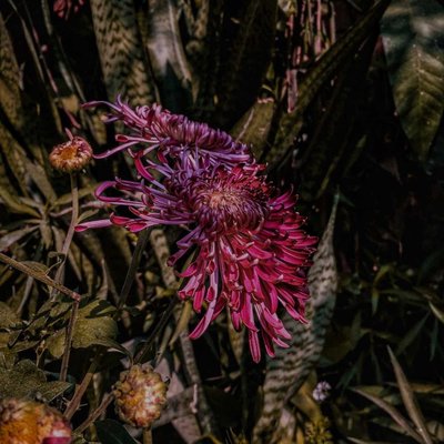 Chrysanthemum Flower 