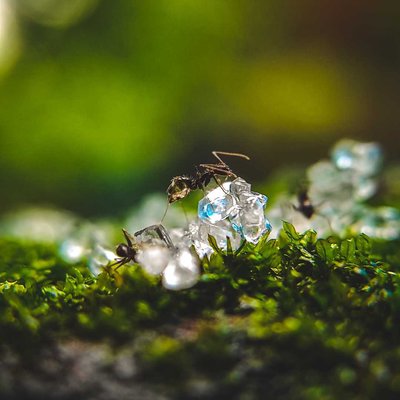 an ant