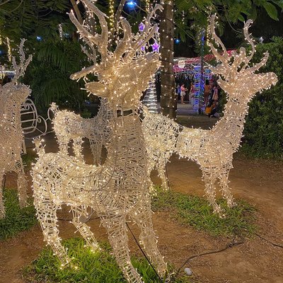 Reindeers