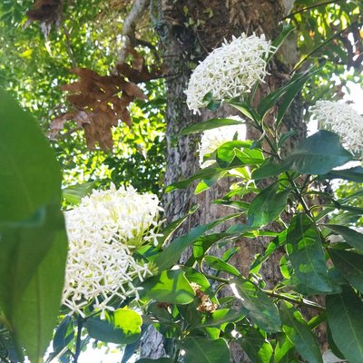 Beautiful Flowers 🌼