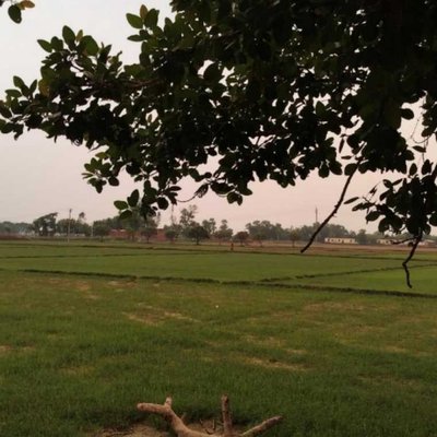 Greenary fields