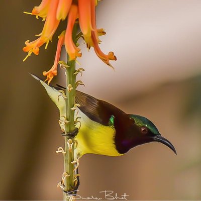 Mr Colourful.