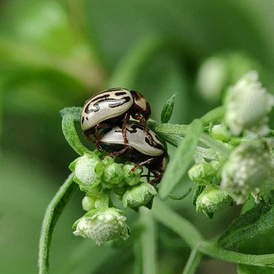 Zygogramma Couple