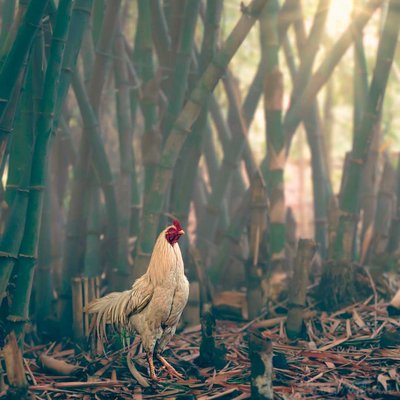 Hutan Bambu Warung Bongkok