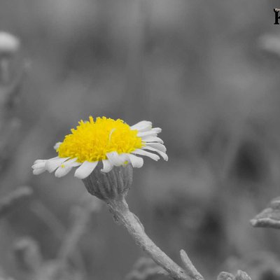 natural photo