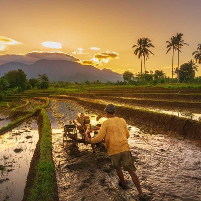 farmers in the morning are plowing the fields