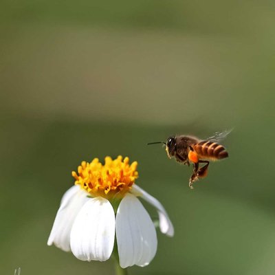 Apis Cerana