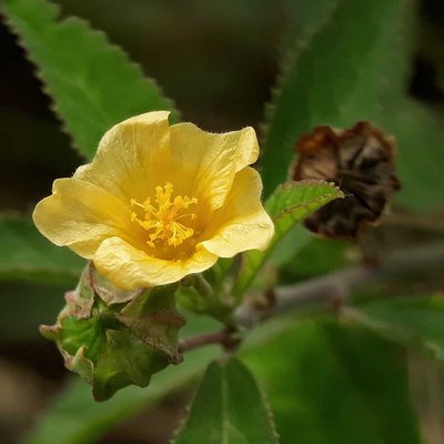 Galunggang (Sida Acuta)