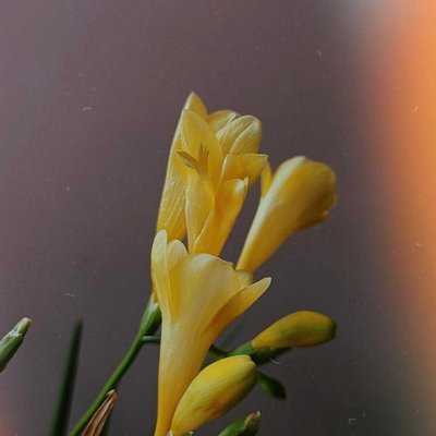 💛