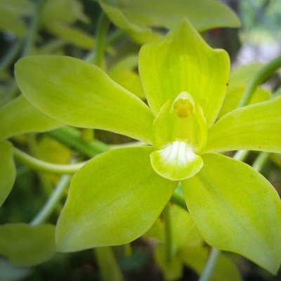 Grammatophyllum Scriptum