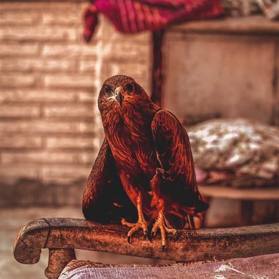 Eagle🦅
