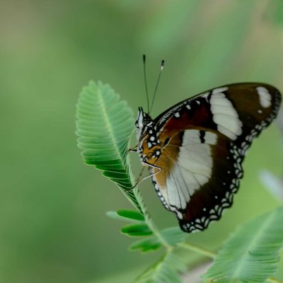 Hypolimnas misippus