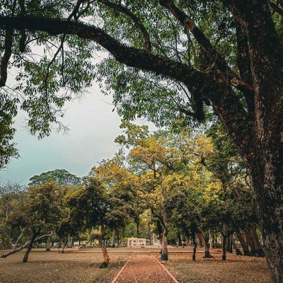 The Forest 