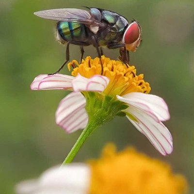 Flies