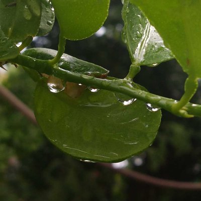 water drop 
